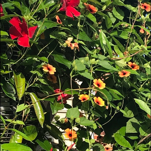 Meet your Posher, Jill - Picture 4 of 4